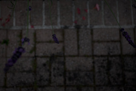 Lavender inflorescences with balcony floor tiles as background seen up closeの写真素材