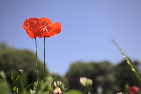 Poppies in bloom on their stems growing in a field with a clear sky and trees in the backgroundの写真素材