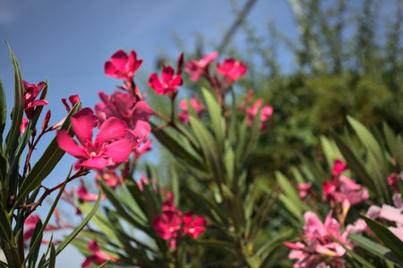 Pink oleander bush in bloom with a clear sky as background seen up closeの写真素材