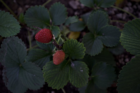 Ripe strawberries on a plant seen up closeの写真素材
