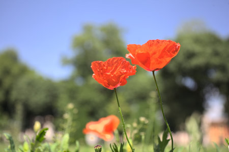 Poppies in bloom on their stems growing in a field with a clear sky and trees in the backgroundの写真素材