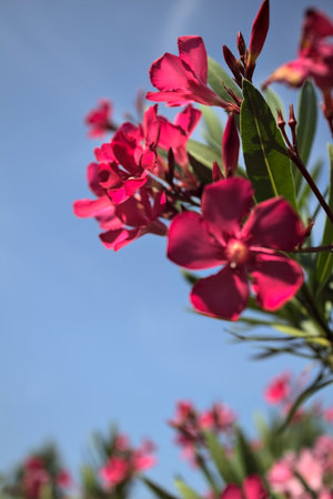 Pink oleander bush in bloom with a clear sky as background seen up closeの写真素材