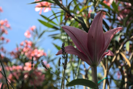 Pink lily growing in an oleander bush with a clear sky as background seen up closeの写真素材