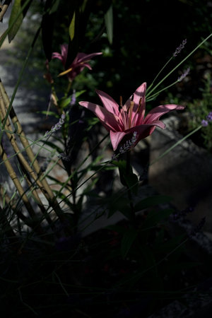Pink lily growing in an oleander bush with a clear sky as background seen up closeの写真素材