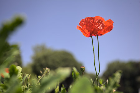 Poppies in bloom on their stems growing in a field with a clear sky and trees in the backgroundの写真素材
