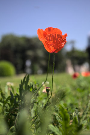 Poppies in bloom on their stems growing in a field with a clear sky and trees in the backgroundの写真素材