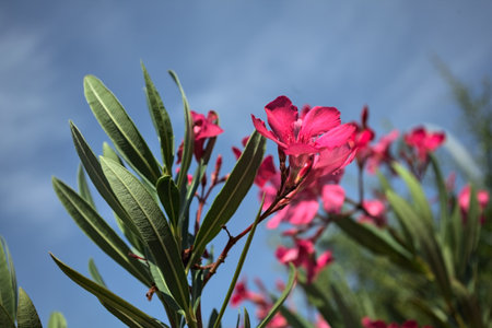 Pink oleander bush in bloom with a clear sky as background seen up closeの写真素材