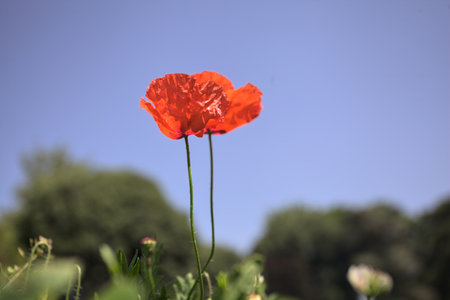 Poppies in bloom on their stems growing in a field with a clear sky and trees in the backgroundの写真素材