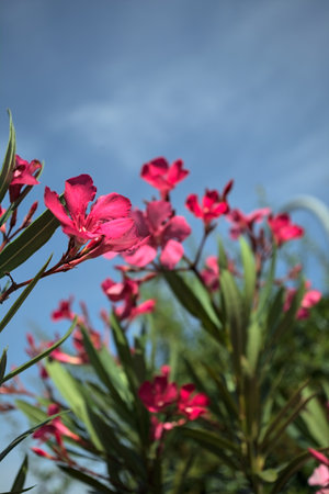 Pink oleander bush in bloom with a clear sky as background seen up closeの写真素材