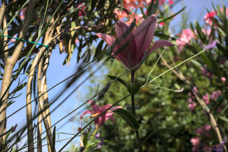 Pink lily growing in an oleander bush with a clear sky as background seen up closeの写真素材