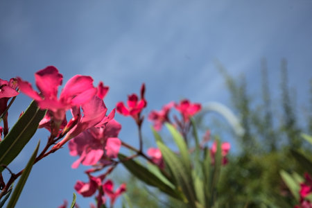 Pink oleander bush in bloom with a clear sky as background seen up closeの写真素材