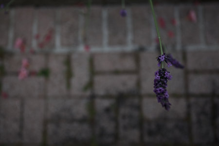 Lavender inflorescences with balcony floor tiles as background seen up closeの写真素材