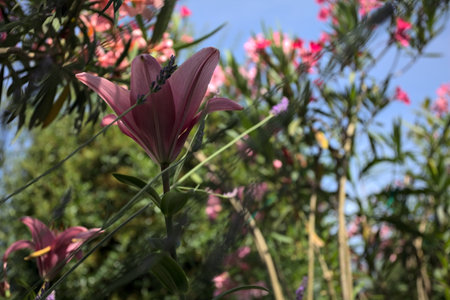 Pink lily growing in an oleander bush with a clear sky as background seen up closeの写真素材