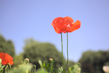 Poppies in bloom on their stems growing in a field with a clear sky and trees in the backgroundの写真素材