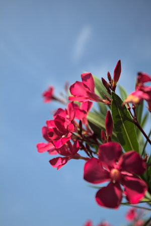 Pink oleander bush in bloom with a clear sky as background seen up closeの写真素材