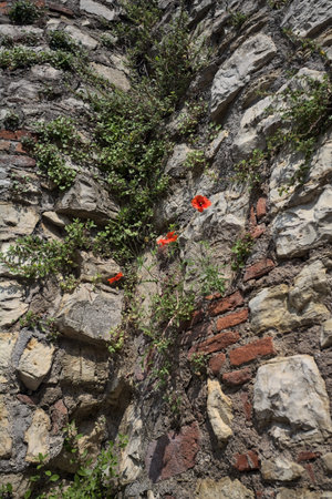 Poppies in bloom growing on the side of a stone wallの写真素材