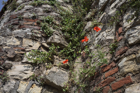 Poppies in bloom growing on the side of a stone wallの写真素材