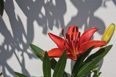 Red lily and bud on its stem with their shadow on a white background seen up closeの写真素材