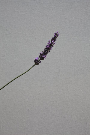 Sunlit lavender inflorescences in bloom on their stems and shadows casted on a white background seen up closeの写真素材