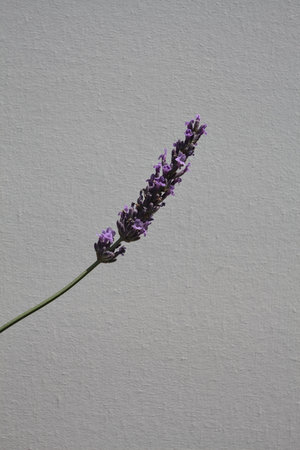 Sunlit lavender inflorescences in bloom on their stems and shadows casted on a white background seen up closeの写真素材