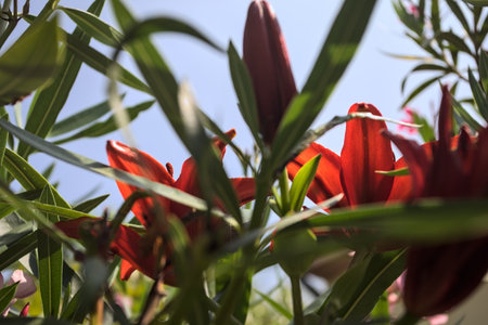 Blooming red lilies and pink oleander in a bush with the sky as background seen up closeの写真素材