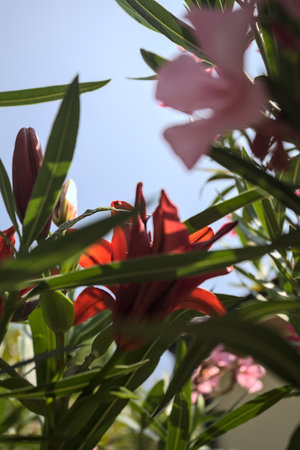 Blooming red lilies and pink oleander in a bush with the sky as background seen up closeの写真素材