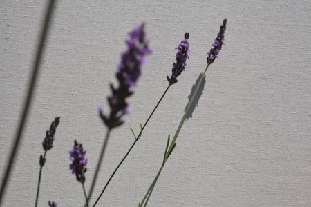 Sunlit lavender inflorescences in bloom on their stems and shadows casted on a white background seen up closeの写真素材