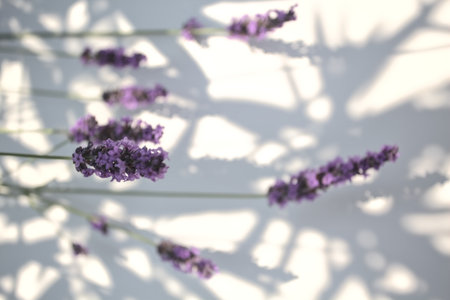 Sunlit lavender inflorescences in bloom on their stems and shadows casted on a white background seen up closeの写真素材