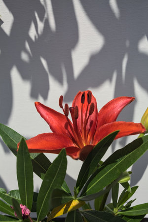 Red lily and bud on its stem with their shadow on a white background seen up closeの写真素材