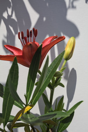 Red lily and bud on its stem with their shadow on a white background seen up closeの写真素材