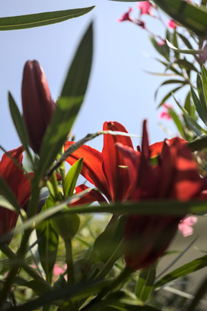 Blooming red lilies and pink oleander in a bush with the sky as background seen up closeの写真素材