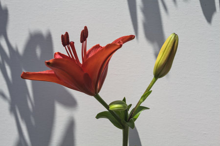 Red lily and bud on its stem with their shadow on a white background seen up closeの写真素材