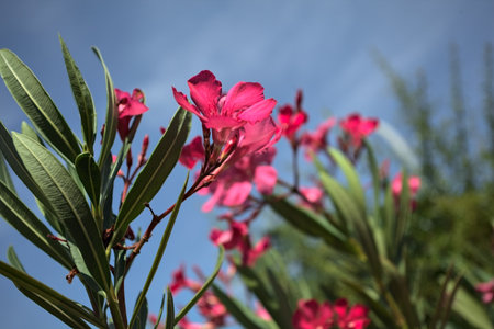 Pink oleander bush in bloom with a clear sky as background seen up closeの写真素材