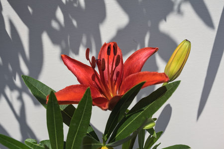 Red lily and bud on its stem with their shadow on a white background seen up closeの写真素材