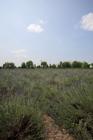 Lavender field on a sunny day with trees in the distance in the Italian countrysideの写真素材