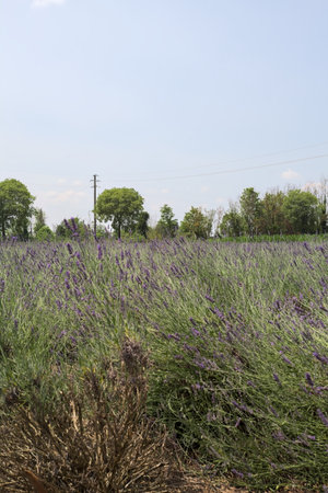 Lavender field on a sunny day with trees in the distance in the Italian countrysideの写真素材
