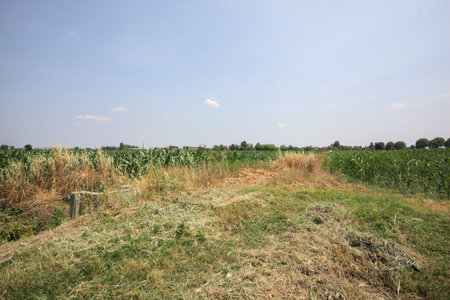 Corn field on a sunny day with a row of trees in the distance seen from a trail filled with tall grassの写真素材