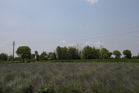 Lavender field on a sunny day with trees in the distance in the Italian countrysideの写真素材