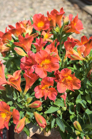 Orange hemerocallis flowers in bloom in a vase seen up closeの写真素材