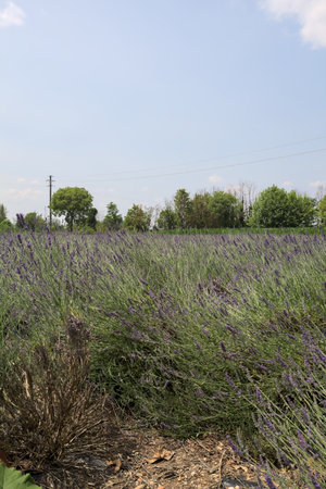 Lavender field on a sunny day with trees in the distance in the Italian countrysideの写真素材