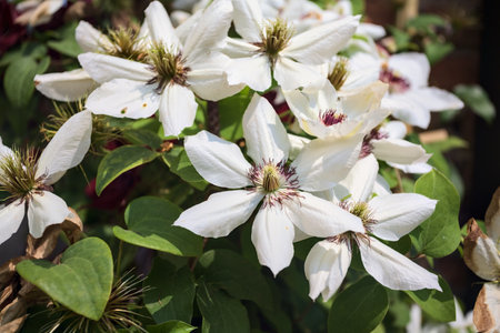 White flowers in bloom seen up closeの写真素材