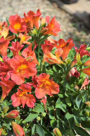 Orange hemerocallis flowers in bloom seen up closeの写真素材
