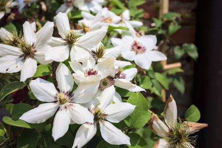 White passion flowers in bloom seen up closeの写真素材