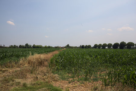 Corn field on a sunny day with a row of trees in the distance seen from a trail filled with tall grassの写真素材