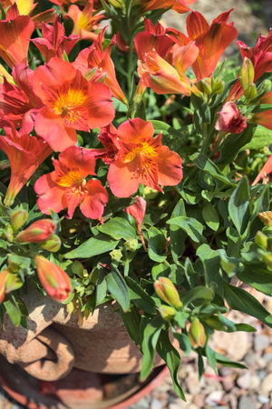 Orange hemerocallis flowers in bloom in a vase seen up closeの写真素材