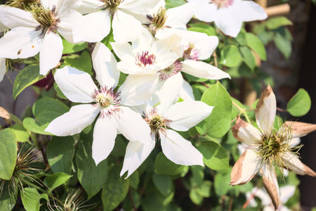 White passion flowers in bloom in a vase seen up closeの写真素材