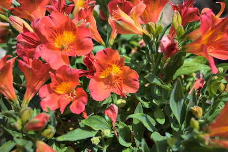 Orange hemerocallis flowers in bloom seen up closeの写真素材