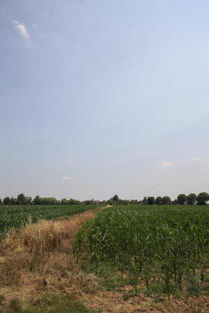 Corn field on a sunny day with a row of trees in the distance seen from a trail filled with tall grassの写真素材