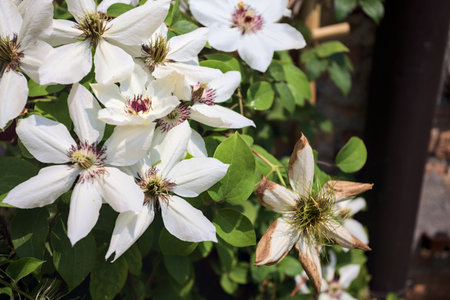 White passion flowers in bloom seen up closeの写真素材