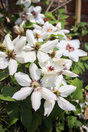 White passion flowers in bloom seen up closeの写真素材
